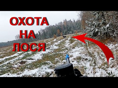 Видео: Охота НА ЛОСЯ. Добыли уже в первом загоне!