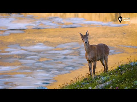 Видео: Наша Сибирь 4К: Кавказский горный козёл