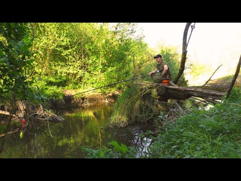 Видео: РИБАЛКА на ПОПЛАВОК у ДИКОМУ МІСЦІ! ТИША, ПРИРОДА І КЛЮВАННЯ!
