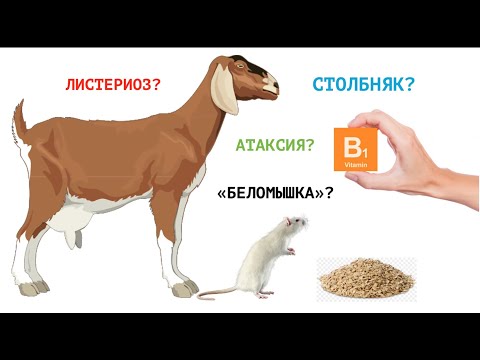 Видео: СУДОРОГИ У КОЗЫ / ЧТО ЗА БОЛЕЗНЬ?