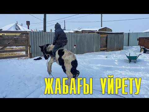 Видео: Жабағы үйреттік | Қалын қар жауды | Атпен шана сүйредік