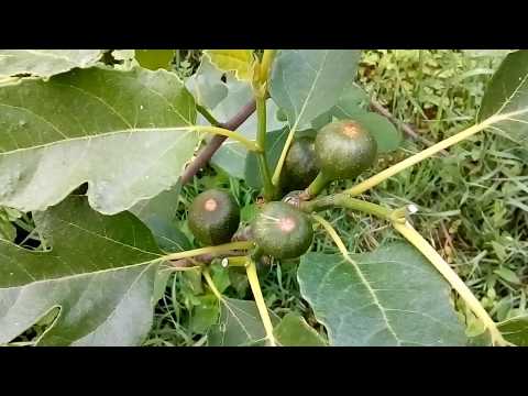 Видео: Почему инжир сбрасывает плоды?