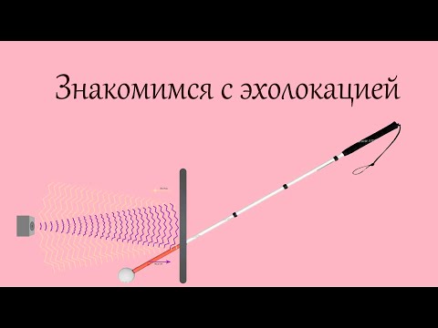 Видео: Как эхолокация помогает ориентироваться