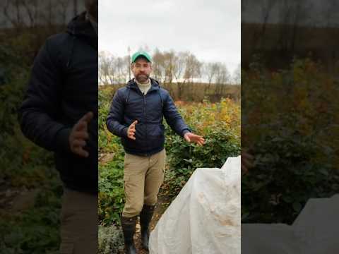 Видео: Ни одна роза не погибнет, если укрыть так перед зимой! Пышное цветение гарантировано! Укрытие роз