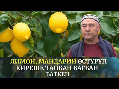 Видео: Баткенде лимон, мандарин өстүрүп киреше тапкан багбан | Өнүгүүгө карай