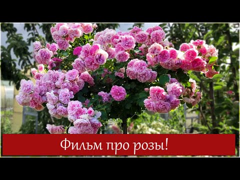 Видео: Всё о розах в одном видео!