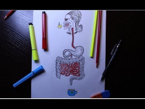 Видео: Желудочно-кишечный тракт, пищеварительная система
