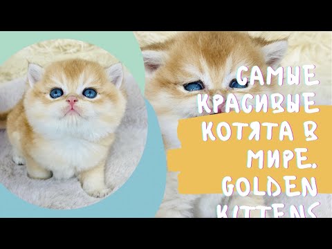 Видео: 👑 СОЛНЕЧНЫЕ КОТЯТА🌞ОЧЕНЬ КРАСИВЫЕ🧡ЗОЛОТАЯ ШИНШИЛЛА🙀GOLDEN KITTENS👑