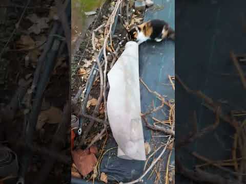 Видео: Укрытие инжира в зиму.