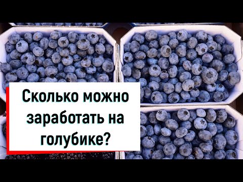 Видео: Сколько можно заработать на голубике