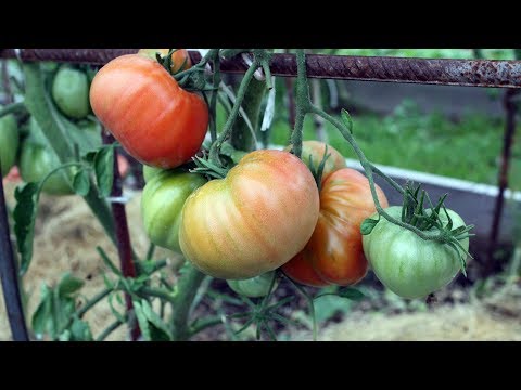 Видео: Уникальный способ полива томатов  Итоги первого применения