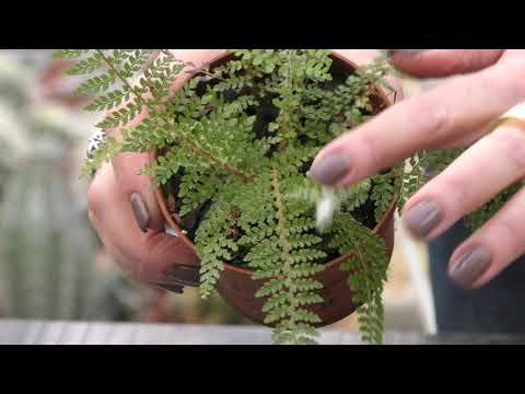 Видео: Папоротник Многорядник (Polystichum)