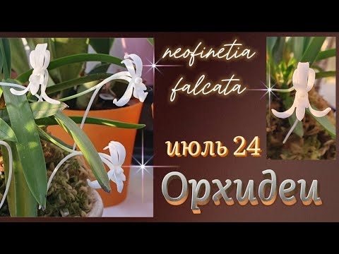 Видео: Орхидеи в июле. Неофинетия  Ароматерапевтическая сказка!