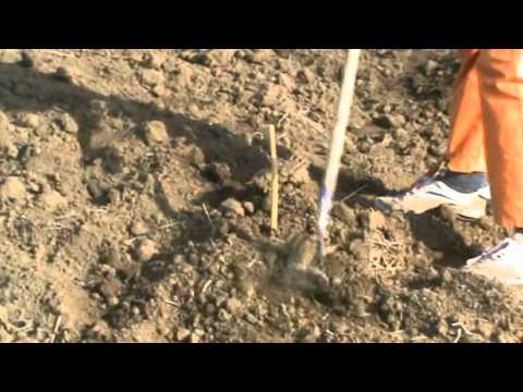 Видео: Посадка винограда с использованием гидробура