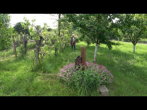 Видео: Епизод 29. За болестите по растенията. Първи билки.