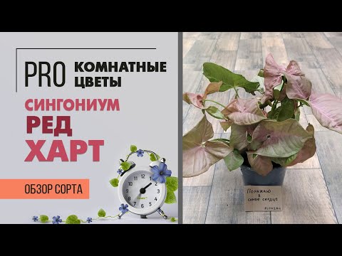 Видео: Сингониум Ред Харт - для тех кто любит себя | Обзор розового сорта сингониума