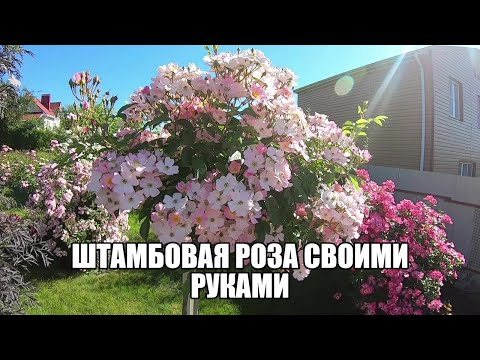 Видео: Прививка и выращивание штамбовых роз