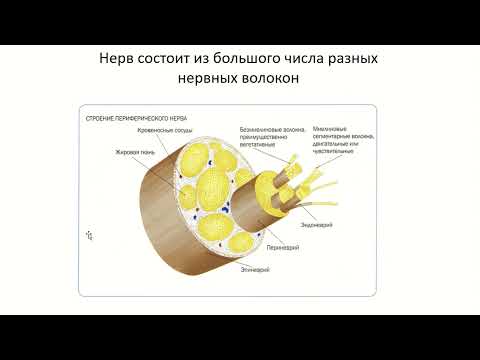 Видео: Нервные волокна, нервы, нервные окончания