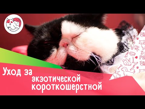 Видео: 5 особенностей ухода за экзотической короткошерстной кошкой