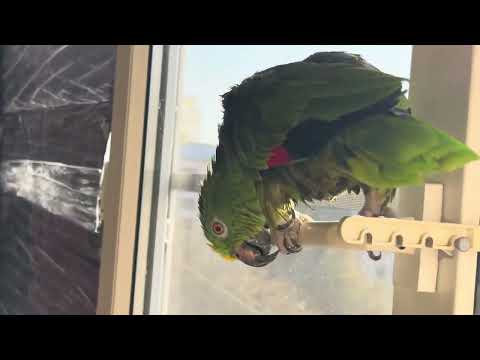 Видео: Амазон греемся после душа