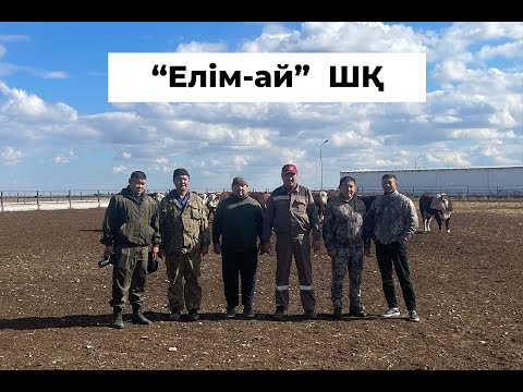 Видео: "Елімай" ШҚ-а бұқашықтарды өз өнімділігі бойынша сынаққа қою үшін іріктеу жүргізілді