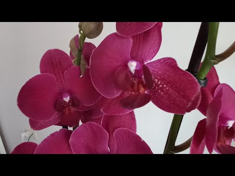 Видео: Как я поливаю орхидеи без грунта.