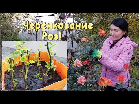 Видео: Черенкование роз! 🌹 Легкий способ осеннего черенкования! 🌹 🌹 🌹.