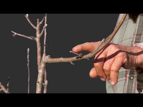 Видео: Зимняя обрезка и формирование трёхлетней яблони золотисто-рыжего цвета