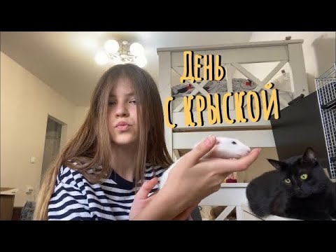 Видео: ВЛОГ: День с крысой Март. Все про крысу и о крысе.