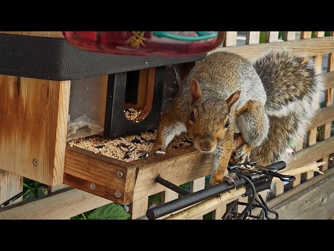 Видео: Пані Годівниця онлайн 🐦📺🐿️💙💛 #bird #feeding #online #cam