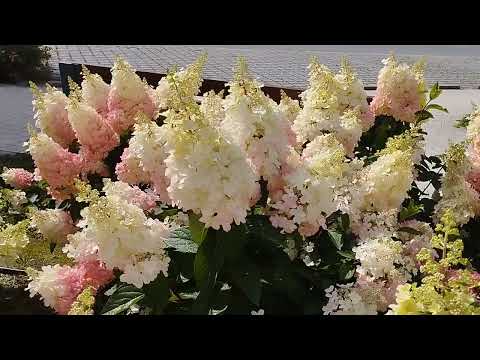 Видео: Гортензия 