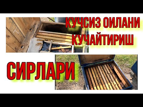 Видео: КУЧСИЗ АСАЛАРИ ОИЛАСИГА ЙОРДАМ БЕРИБ КУЧАЙТИРИШ.АСАЛАРИЧИЛИК.АСАЛАРИЧИЛИКНИ УРГАНИШ.АСАЛАРИ СИРЛАРИ.