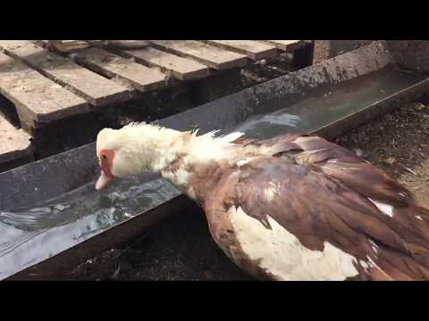 Видео: Мускусные утки//Утка вывела утят в экстремальных условиях