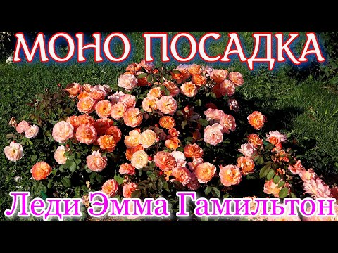 Видео: Моно посадка розы Леди Эмма Гамильтон.