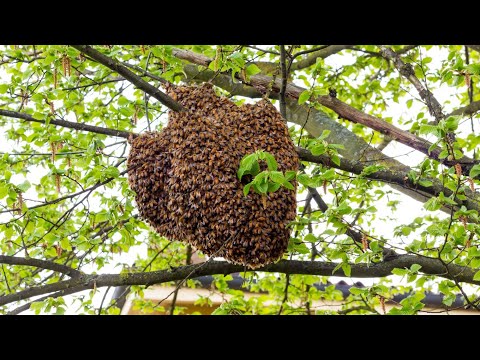 Видео: МЕГАРОЙ