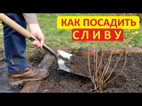 Видео: Осенняя посадка сливы - как это делаю я. Все просто и без заморочек