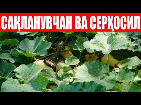 Видео: Плуто F1 ни Менга маъқул томони эртаки, серҳосил ва мевасини узоқ вақт сақланиши (Squash Pluto F1)