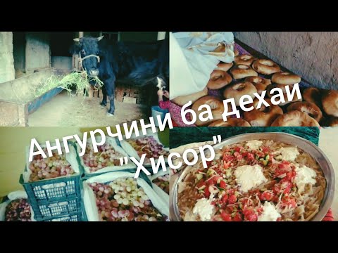 Видео: Мехмони ба дехаи Кафшдузон. Ангурчини!!