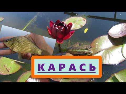 Видео: Как появились караси в пруду? Какие условия нужны обыкновенному карасю?