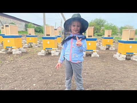 Видео: Завели власну пасіку "Бджілка Стефа"🐝Пересадка бджолопакетів у вулики Карпатка тип Вучківський