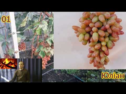 Видео: Аналітика 300+ сортів винограду (1/3 частина)