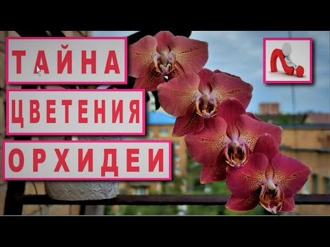 Видео: ВАЖНЫЕ ФАКТОРЫ для ЦВЕТЕНИЯ ОРХИДЕИ! РОЛЬ ТЕМПЕРАТУР в ЦВЕТЕНИИ ОРХИДЕИ. УХОД ЗА ОРХИДЕЕЙ ОСЕНЬЮ!!!