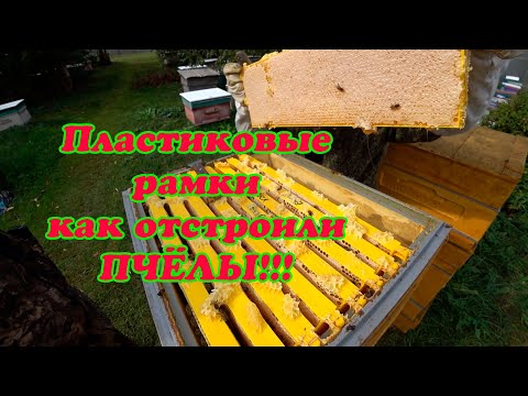 Видео: КАК ОТРАБОТАЛИ ПЧЁЛЫ В УЛЬЯХ БИНЕНХАУС, ОТСТРОЙКА ПЛАСТИКОВОЙ ВОЩИНЫ НА РАМКУ 145 мм.