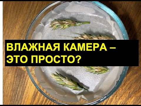 Видео: Микроскопирование фитопатологических объектов: Шаг 1. Закладка образцов во влажную камеру