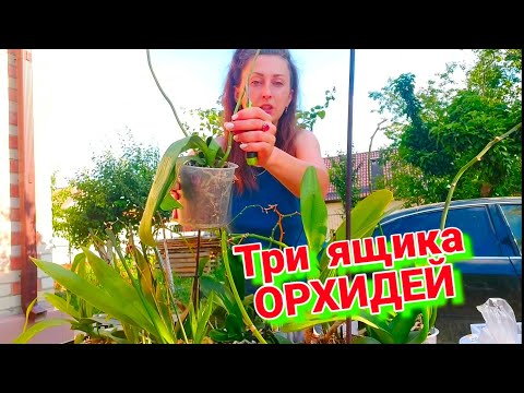 Видео: 3 Ящика СПИСАНЫХ Орхидей с теплицы ОРХОРАЙ🌸 ОСМОТР и Обработка Актарой