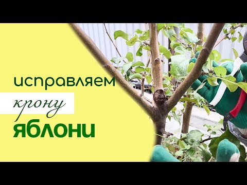 Видео: Как ПРАВИЛЬНО СФОРМИРОВАТЬ и ОБРЕЗАТЬ молодую ЯБЛОНЮ