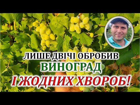 Видео: Двічі обробив виноград і жодних хвороб!