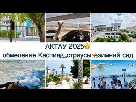 Видео: АКТАУ 2025 🤩КАСПИЙСКОЕ МОРЕ 🌊ФЕРМА ЭКЗОТИЧЕСКИХ ПТИЦ