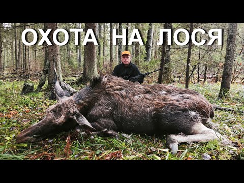 Видео: Охота НА ЛОСЯ 💥 КОЛЛЕКТИВ...