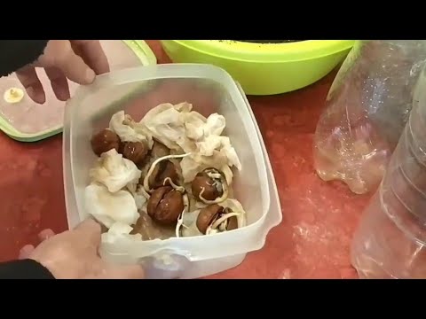 Видео: Проращивание Грецкого ореха в бумаге.